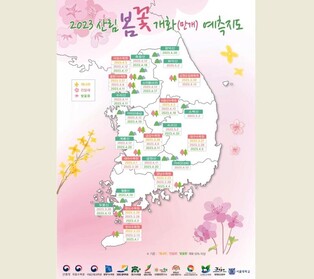 Spring flowers to bloom starting on March 13 in Jeju Island