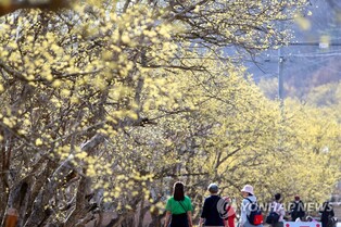 의성 산수유, 문경 찻사발…경북 다채로운 봄 축제 활짝