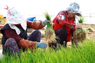 서산 달래, 내달까지 전국 매장에 50t 납품…소비자 입맛 잡아
