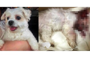 [OK!제보] 맹견에 물려죽은 반려견…목줄도 입마개도 없었다