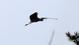 [K-Geography]  Nest making herons