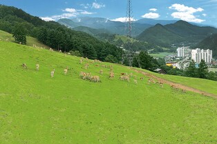 태백시, 함백산 숲길 연계 관광휴양목장 조성