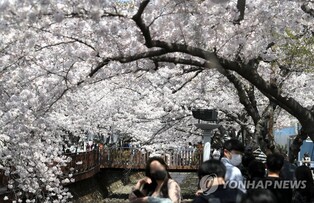 더 안전한 진해군항제를 위해…창원시, 안전관리계획 심의