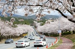 Gyeongju Cherry Blossom Festival to be held for first time in 4 years