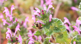 [K-Geography] Bee collecting honey