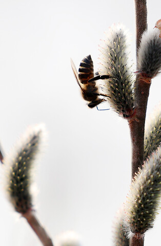 [K-Geography] Busy bee