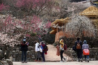 Gwangyang Plum Blossom Festival to welcome visitors after four Springs