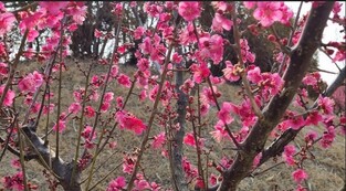 신안 '백억정원' 조선홍매화 11~12일 절정