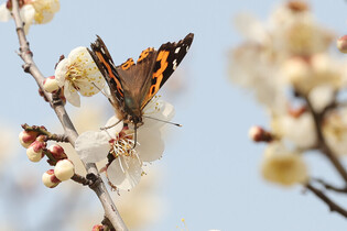 [K-Geography] Arrival of spring