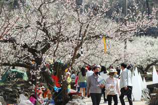 [Moment to Focus] Gwangyang International Maehwa Festival