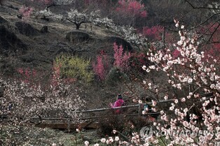 Gwangyang Plum Blossom Festival attracts 170,000 people on weekend alone