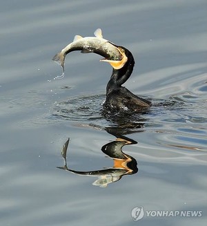 "텃새화한 민물가마우지, 유해 야생동물로 지정해달라"