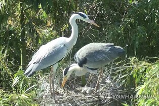 울산 태화강 하중도에 '물새 관찰장' 운영