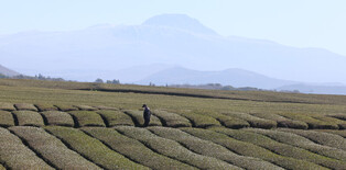 [K-Geography] Green tea field in Jeju