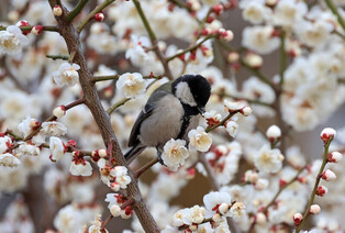 [K-Geography] Tit searching for food in blooming plum tree