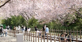 흩날리는 벚꽃비 맞아봐요…진해군항제 시티투어버스 특별 운행