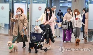 "킁킁 바다 냄새 맡아 볼까" 반려견의 전세기 제주 여행