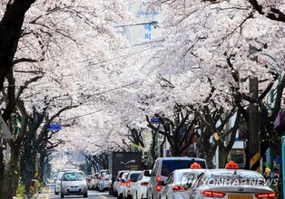 Jeongnong-ro King Cherry Blossom Festival in Jeju to return in four years