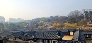 고즈넉한 궁궐 채우는 봄 내음…"창덕궁·덕수궁 둘러보세요"