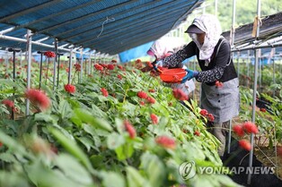 왕의 건강 비결이자 중요한 무역상품…인삼으로 본 한국사
