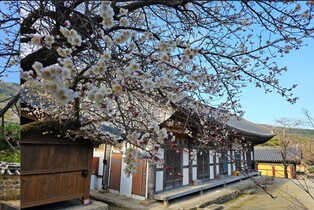 초의선사 사랑받은 350년 된 해남 대흥사 매화나무 만개