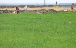 [K-Geography] Barley field in Jeju