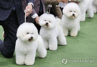 제약사 반려동물 자회사들, '강아지의 날' 다양한 이벤트