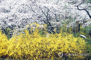 수도권 봄꽃 예년보다 빨리 개화…4년 만에 돌아온 봄꽃축제