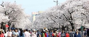 정읍 벚꽃축제 4년 만에 열린다…4월 1일 개막식