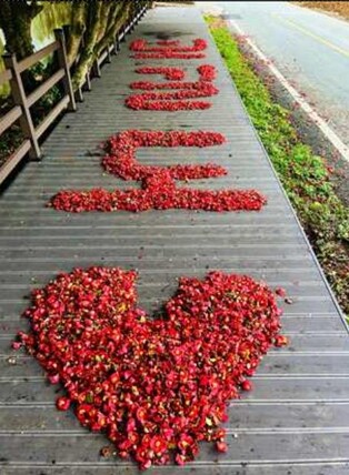 [픽! 완도] 최악 가뭄 보길도 동백 더 활짝…붉게 물들어