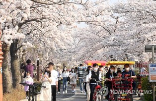 따뜻한 날씨가 나흘 앞당긴 경포 벚꽃축제…31일 개막