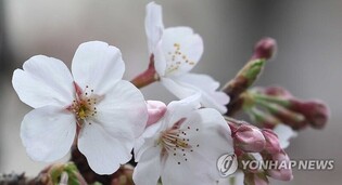 Jinhae Gunhang Festival kicks off with full-blown pink cherry blossoms