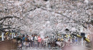 '봄바람 살랑∼' 전국 벚꽃 명소마다 상춘객 '북적'