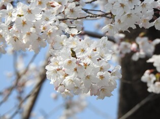 경기지역 벚꽃 개화 3월말 부천·안성부터 시작…3~10일 빨라