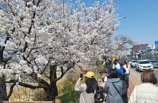 "지금부터 절정"…청주 무심천 벚꽃길 나들이객 '북적'