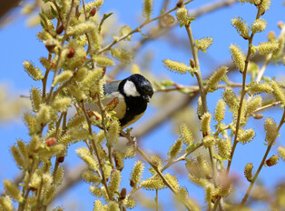 [K-Geography] Chickadee enjoying weeping willow buds