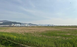 유채밭 절반 이상 생육부진…부산낙동강유채꽃축제 취소