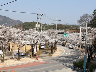 "벚꽃 엔딩 후 축제 열 판"…충북 북부지역 벚꽃 벌써 만개