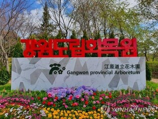 강원도립화목원 야간 벚꽃 축제 개최…"개장 이후 처음"