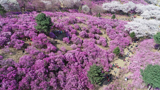 [K-Geography] Pink blossoms