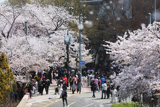 [K-Geography] Spring cherry blossoms