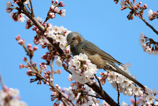 [K-Geography] Brown-eared bulbul collecting nectar