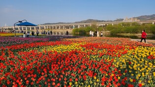 대전 갑천 둔치에 튤립 50만 송이 활짝…계절별 꽃단지 조성