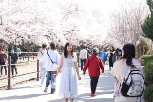 해외에까지 소문난 진해 군항제…대만 관광객 수만명 찾았다