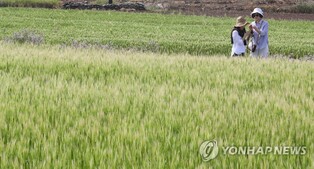 '벚꽃 엔딩' 아쉽지만 제주 봄 축제는 이어진다
