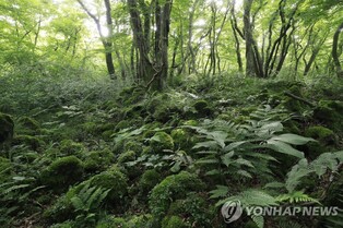 무더운 여름에도 서늘한 제주 곶자왈…평균 22도 수준