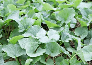 '진한 봄 향기' 태백 천상의 산나물 축제 29일 개막