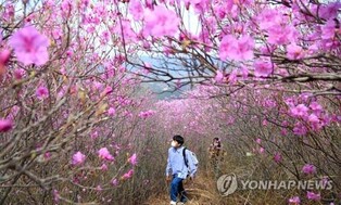 "벚꽃 지니 진달래가 활짝"…9일 밀양 종남산 진달래 축제