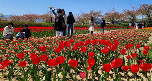[K-Geography] Tulips in spring