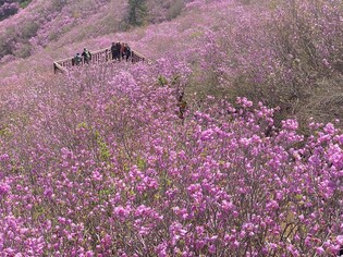 [K-Geography] Azalea flowers in full bloom